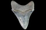 Serrated, Megalodon Tooth - Georgia #72826-2
